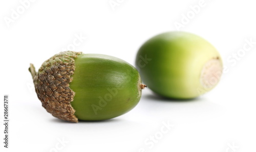 Green acorns isolated on white background