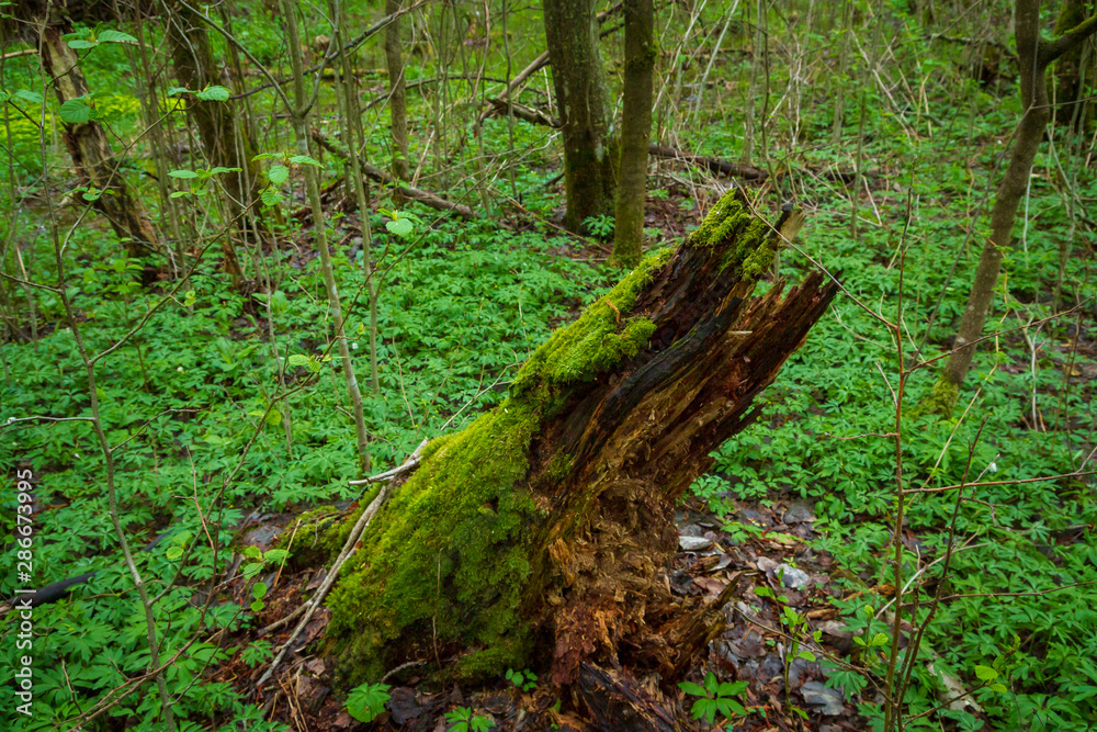 The basal remnant of a fallen tree in the forest in summer The basal remnant of a fallen tree in the forest in summer