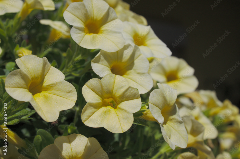 Calibrachoa Calibrachoa