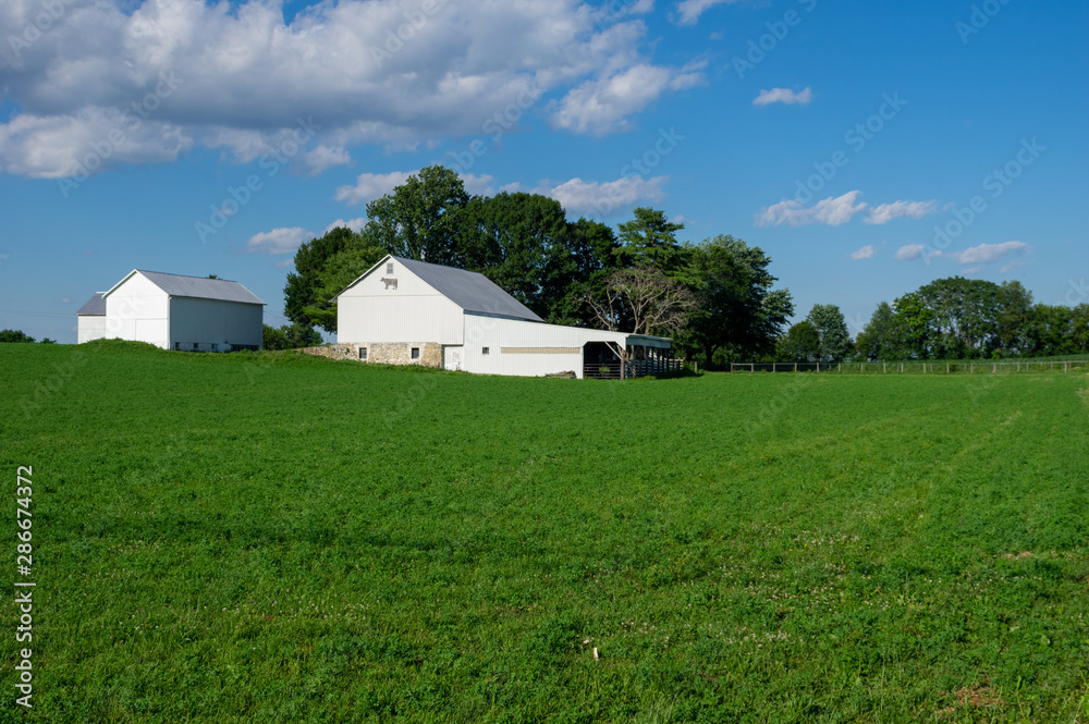 Obraz premium Green Field of Alfalfa