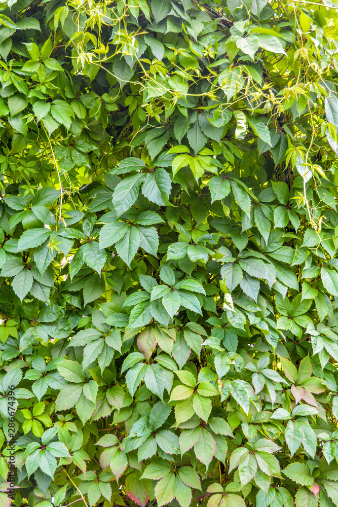 Creeper ivy plant Wild grape as background. Covered with vine green leaves Creeper ivy plant Wild grape as background. Covered with vine green leaves