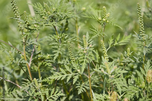 Ragweed, highly allergic plant releaseing pollens in the end of August