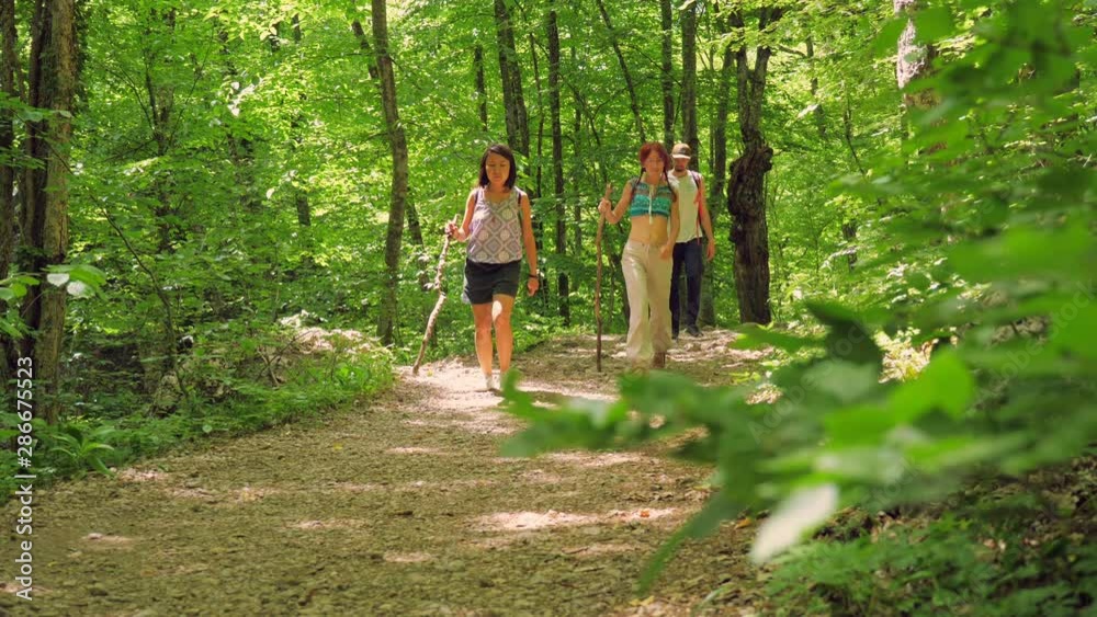 A group of tourists with wooden sticks in their hands are walking in the mountain forest along the hiking trail of the natural national park.