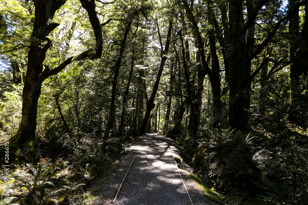 Fototapeta premium New Zealand