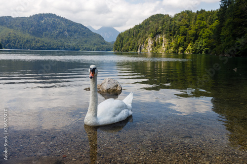 Fototapeta Naklejka Na Ścianę i Meble -  Swan lake in Germany near Neuschwanstein