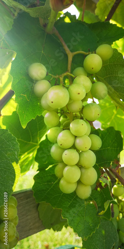 Bilde på lerret Close-up of a bunch of green grapes in vineyard, through the leaves of which a ray of sun shines