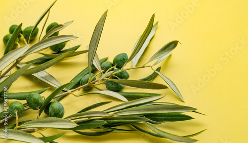 Olive tree branches with leaves and olives on a yellow background with copy space for your text. Natural background. ECO products.