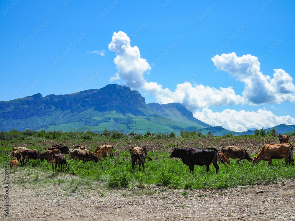 Herd of cows herding on a green meadow in ecological nature area in the mountains. mountain range against clear blue sky.