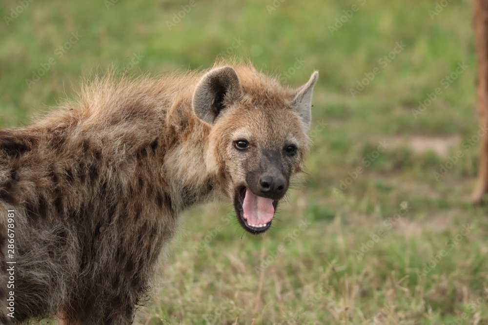 Spotted hyena yawning, Masai Mara National Park, Kenya. Spotted hyena yawning, Masai Mara National Park, Kenya.