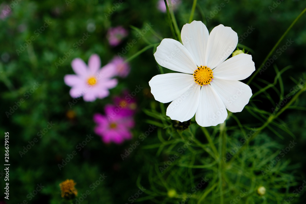 Pretty white cosmos flower blooming in the autumn garden, close up. Copy space Pretty white cosmos flower blooming in the autumn garden, close up. Copy space