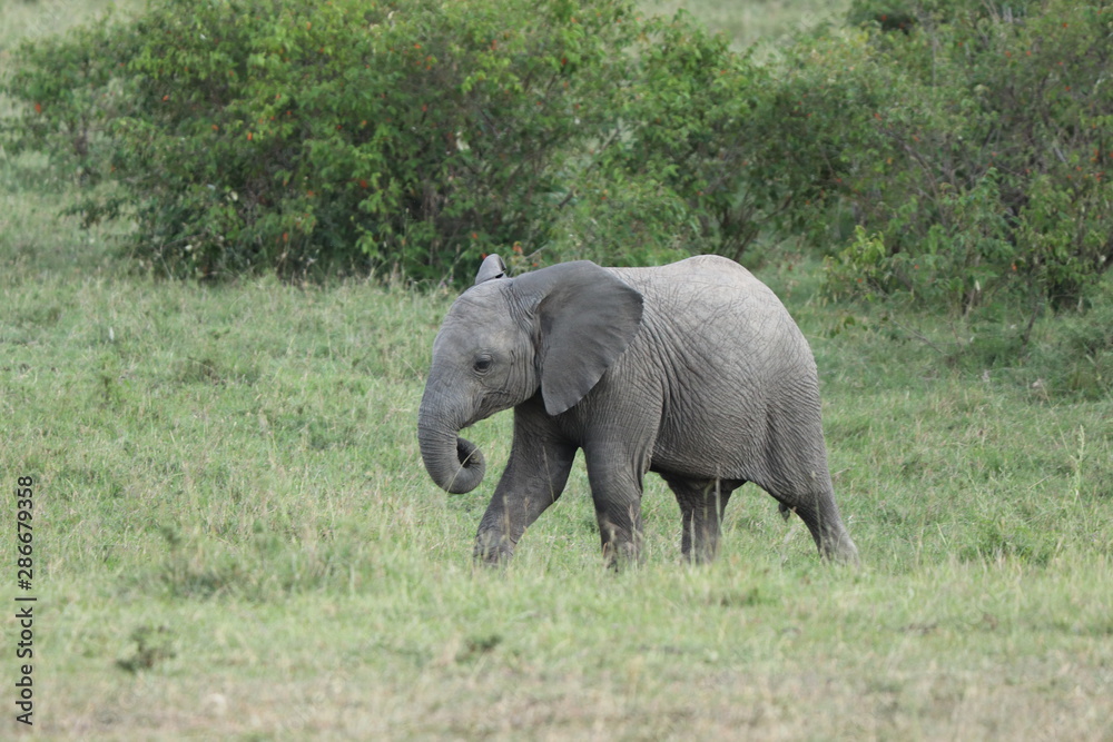 Baby elephant, Masai Mara National Park, Kenya.