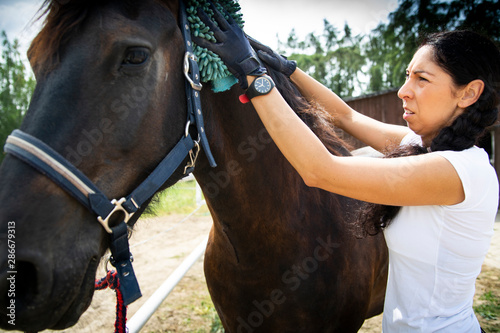 Fototapeta Naklejka Na Ścianę i Meble -  Horse care. Cleaning the horse. The rider cares for his horse