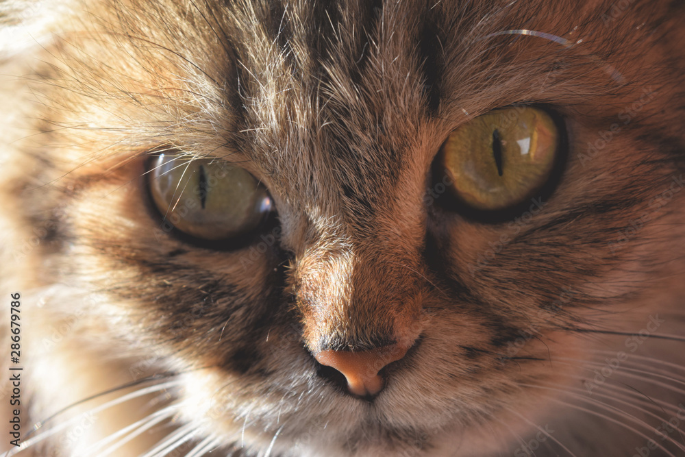 Cute cat close up background for your needs Cute cat close up background for your needs