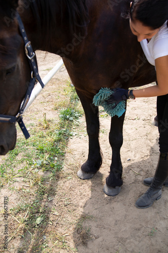 Horse care. Cleaning the horse. The rider cares for his horse