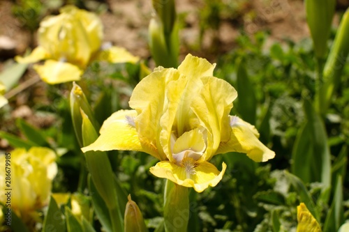 Yellow Irises