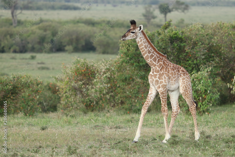 Baby giraffe, Masai Mara National Park, Kenya. Baby giraffe, Masai Mara National Park, Kenya.