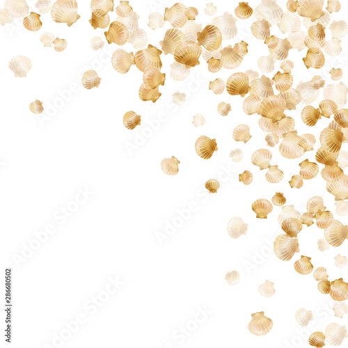 Macro scallop, bivalve pearl shell, marine mollusk isolated on white wild life nature background.