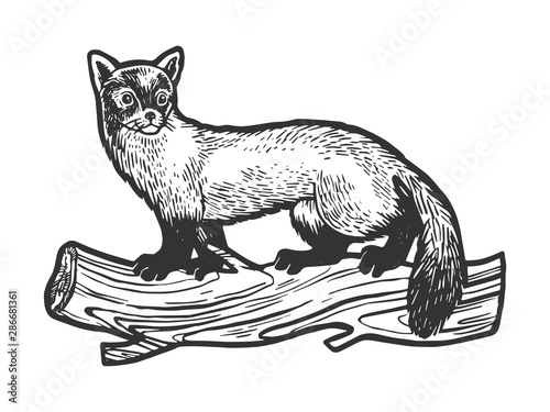 Marten animal sketch engraving vector illustration. Tee shirt apparel print design. Scratch board style imitation. Black and white hand drawn image.
