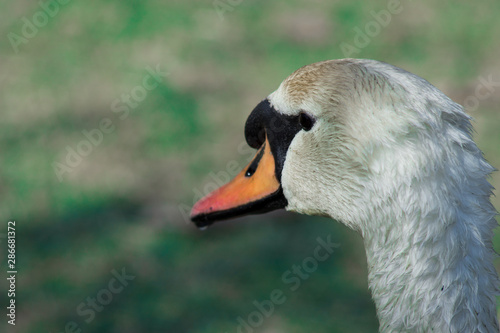 close portrait of an adult swan, standing, left profile, with blurred background. main colors: white, orange, green, black