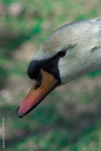 close portrait of an adult swan, standing, left profile, with blurred background. main colors: white, orange, green, black