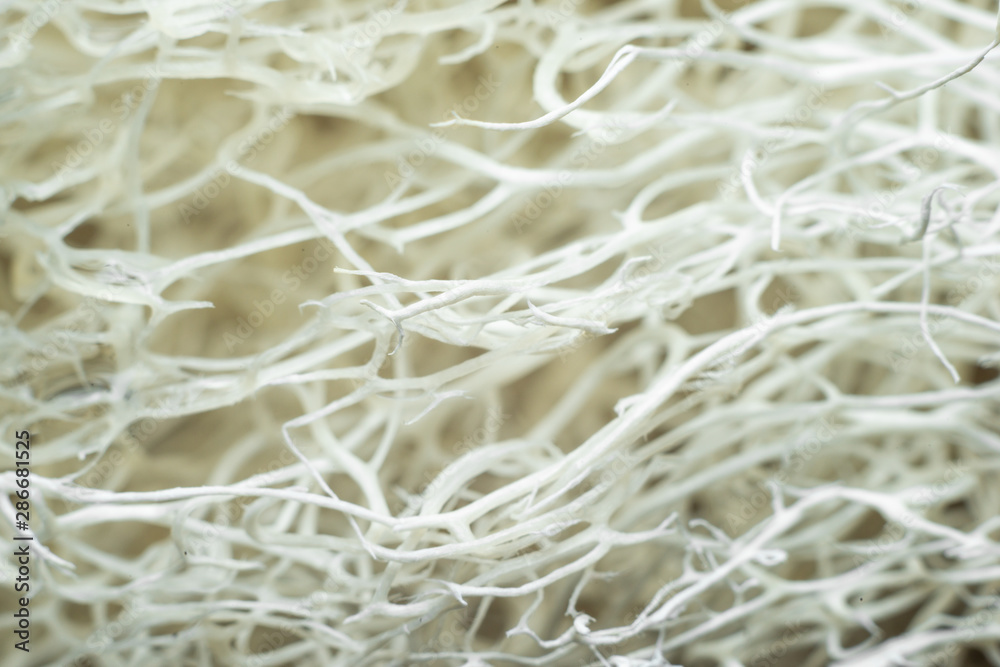 closeup of the structure of filaments closeup of the structure of filaments