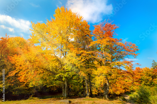 Sunny Autumn landscape - big yellow orange trees in autumnal forest