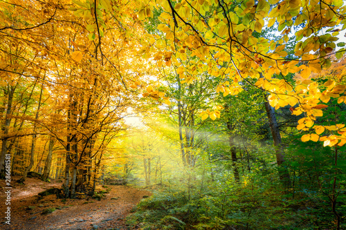  Two colors of autumn season in wild forest