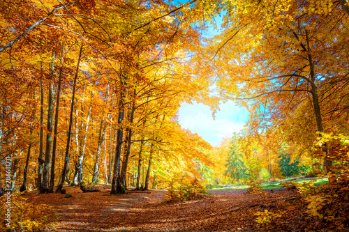 Fototapeta Naklejka Na Ścianę i Meble -  Heart of Autumn - yellow orange trees in forest with heart shape
