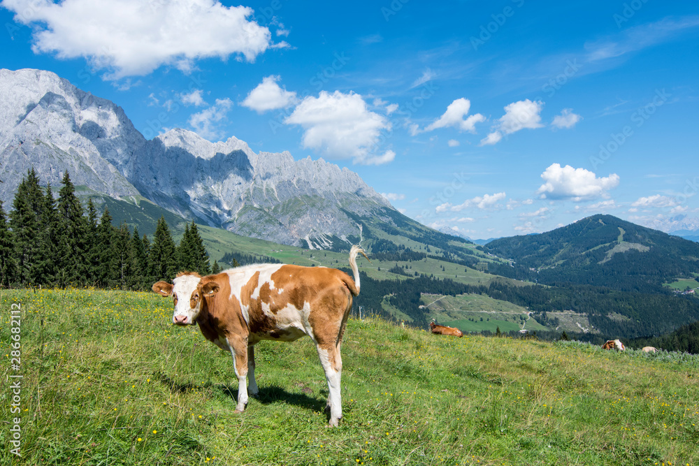 Hiking in Hochkonig (Austria) between the snowy and green mountains of the Austrian Alps