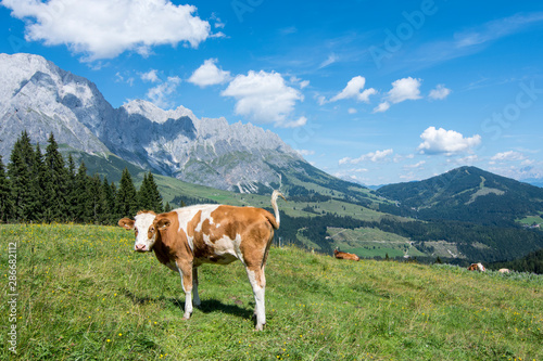 Hiking in Hochkonig  Austria  between the snowy and green mountains of the Austrian Alps