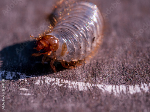 Cockchafer Grub with copper nails at wooden table in close up view