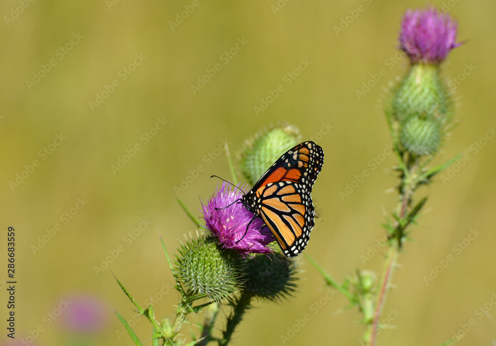 Obraz premium Monarch Butterfly on Thistle 