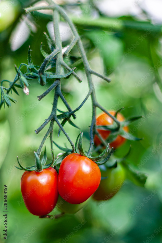Ripe cherry tomatoes growing in an organic greenhouse garden, wonderful sunny day in the Netherlands Holland, beautiful combination of color and texture