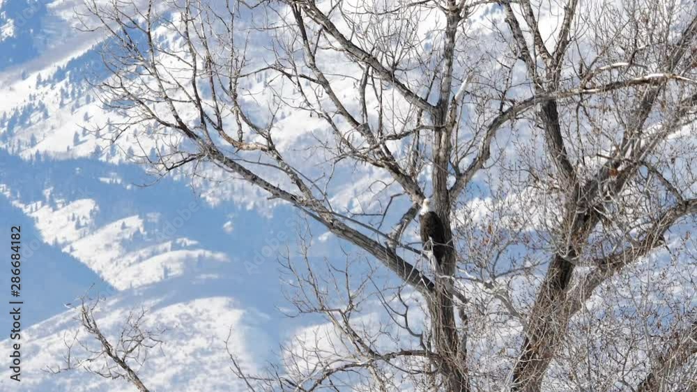 Slow motion shot of large bald eagle perched beneath mountain with heat wave affect Slow motion shot of large bald eagle perched beneath mountain with heat wave affect