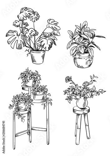 set of house plants in pots vector drawings