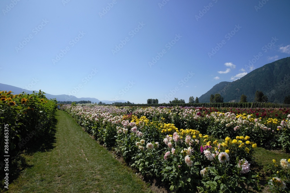 A view of Dahlia in the field.    Chilliwack BC Canada