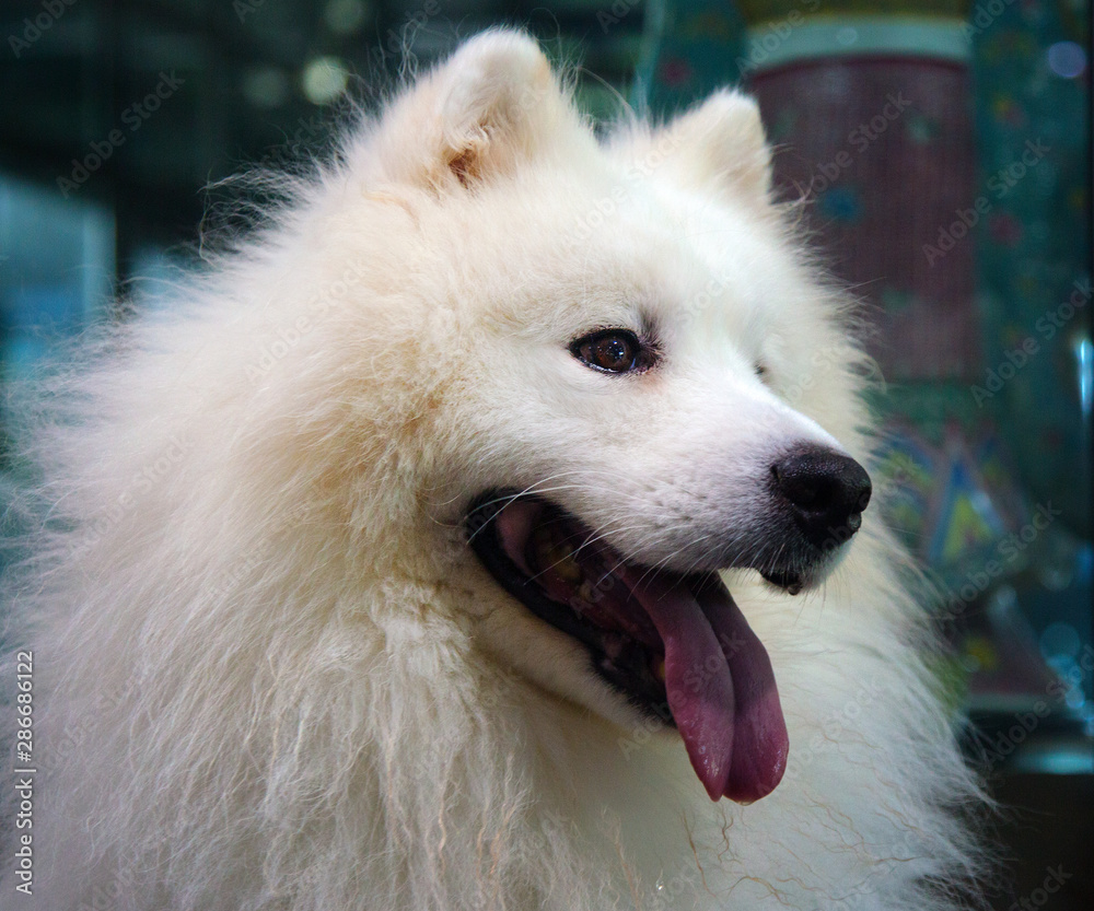 A handsome dog in my neighborhood A handsome dog in my neighborhood