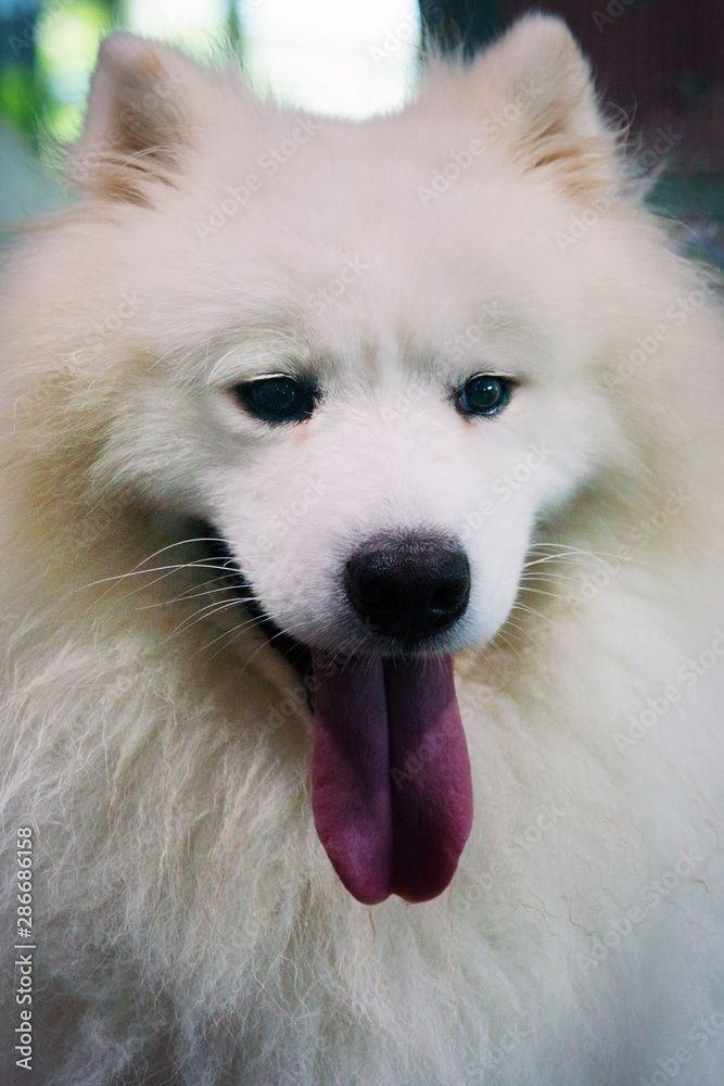 A handsome dog in my neighborhood 