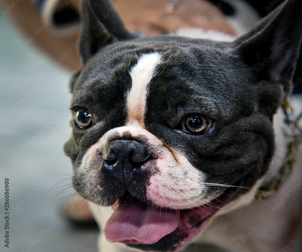A lovely and happy bulldog