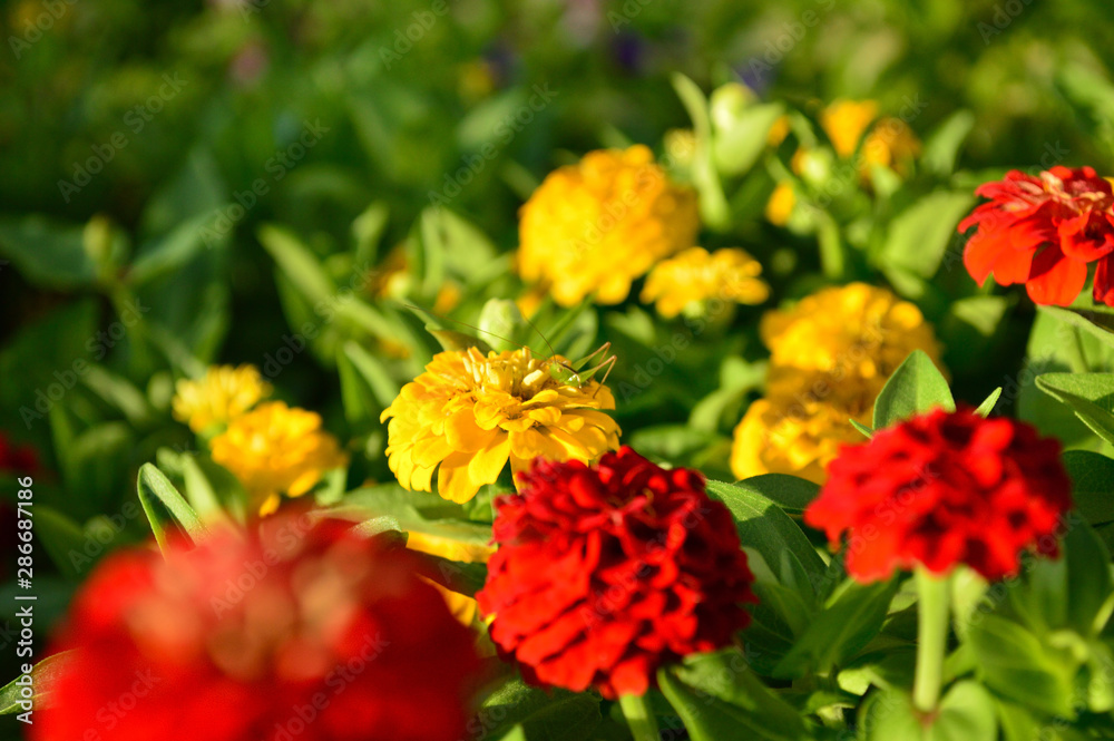 花と虫 花と虫