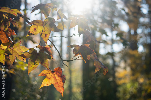 Autumn sunlit morning in the forest with golden leaves and soft focused bokeh background ~FIRST LIGHT~