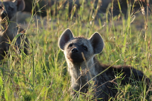 Spotted hyena cub face, Masai Mara National Park, Kenya.