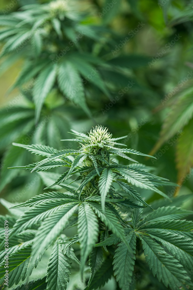 Cannabis Cannabis
