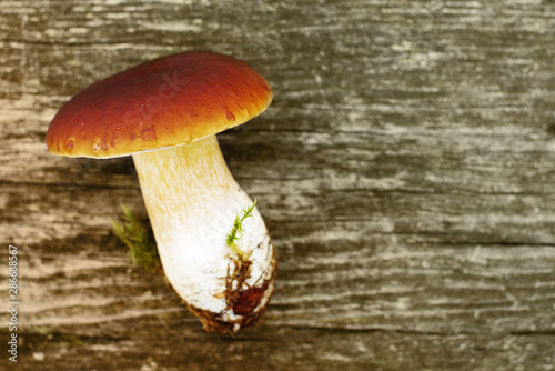 Autumn fresh mushroom on wooden background, close up.