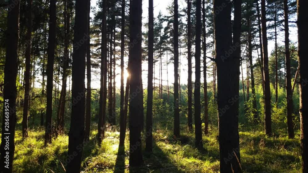 Evening forest. The sun in the forest. Green Forest. Evening forest. The sun in the forest. Green Forest.