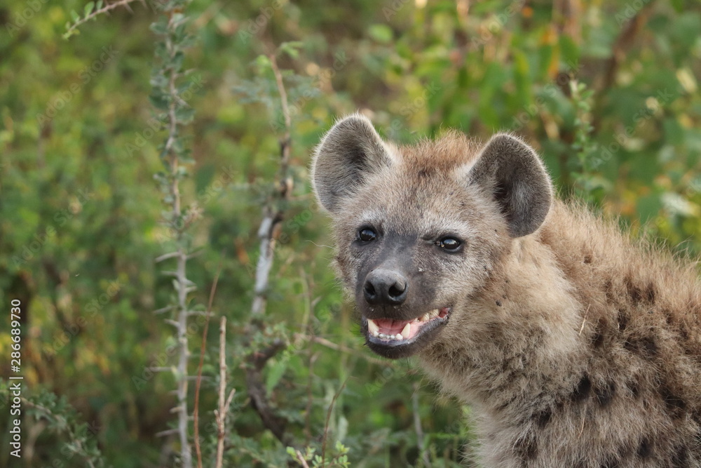Spotted hyena cub smiling and looking at camera, Masai Mara National Park, Kenya. Spotted hyena cub smiling and looking at camera, Masai Mara National Park, Kenya.