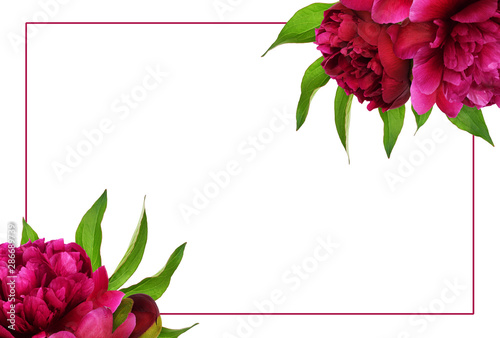 Red peony flowers with gree...