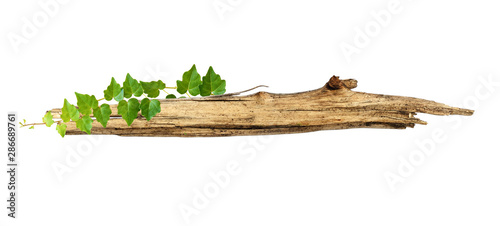 Old piece of wood enwined w...