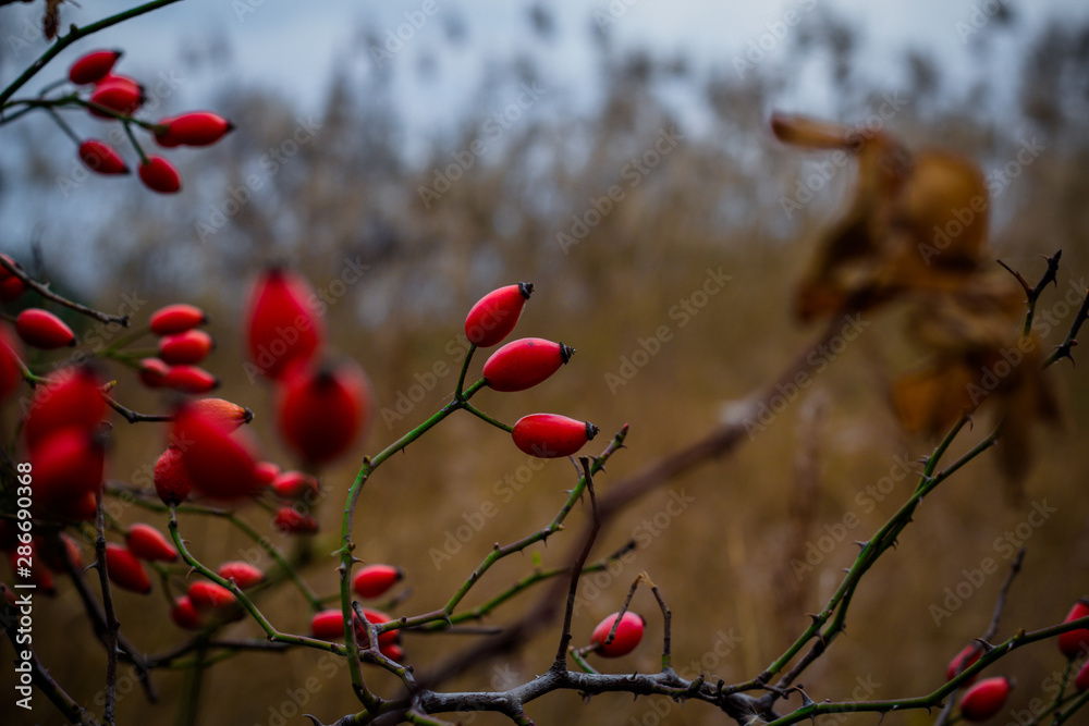 Fototapeta premium Branches with red berries in autumn