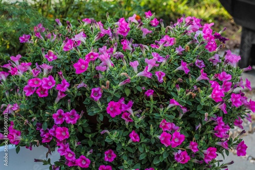 purple flowers in the garden